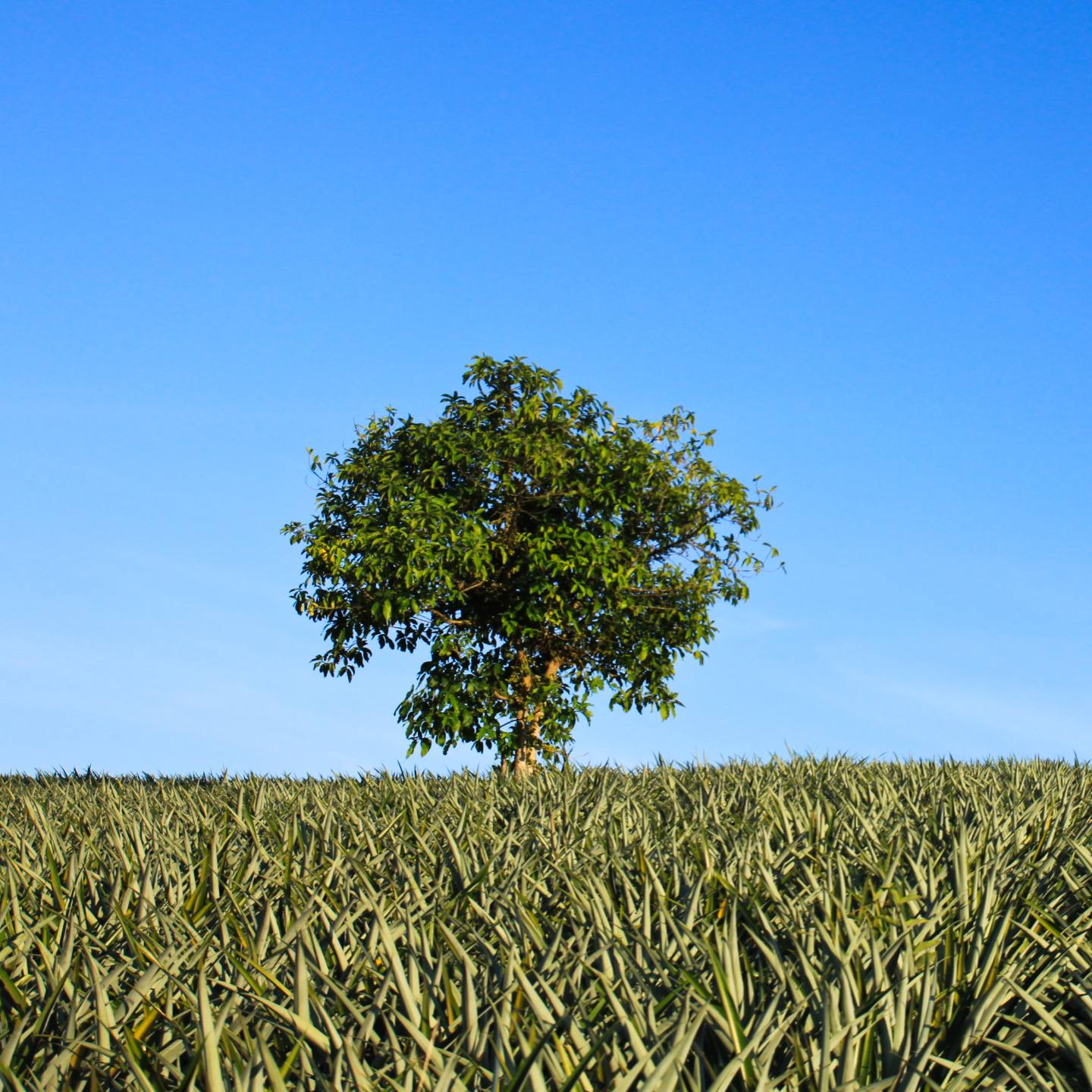 Licenciamento Ambiental Agenda Verde